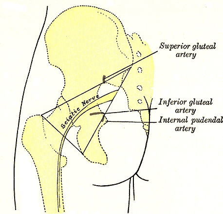 Selle vélo nerf pudendal