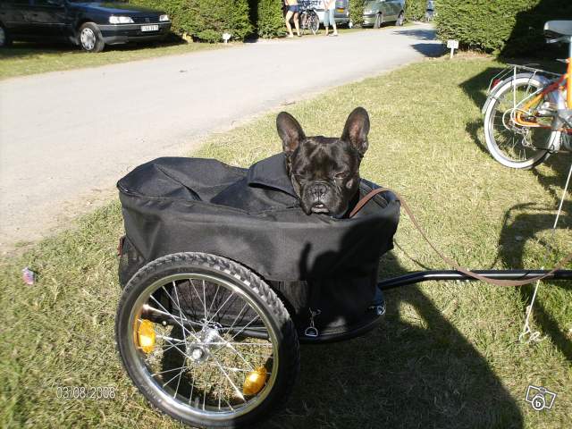 Remorque velo chien occasion
