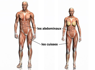 Velo appartement muscles