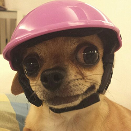 Casque velo pour chien