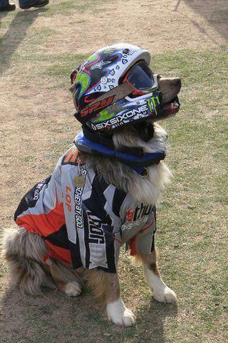 Dirty dog casque velo