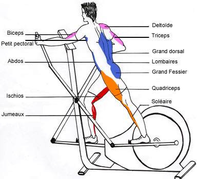 Vélo appartement elliptique