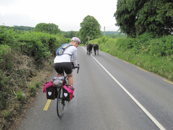 Rail velo occasion