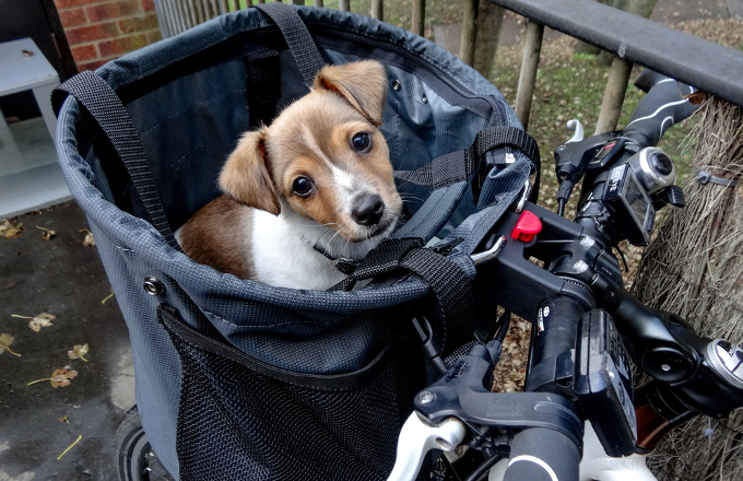 Panier chien velo occasion