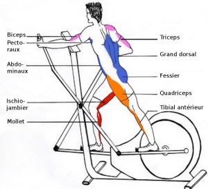 Vélo appartement muscles